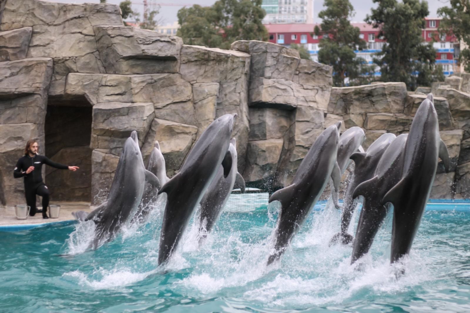 delfinarium w Batumi pokaz delfinów Gruzja